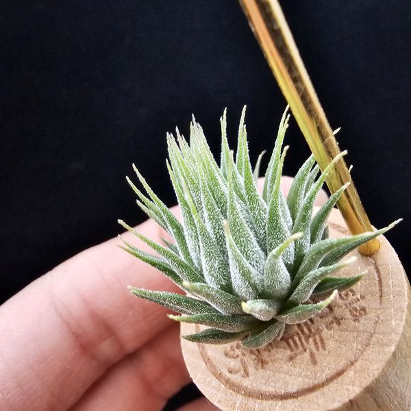花生米小精靈(早期)/Tillandsia ionantha peanut~形態較矮胖些 