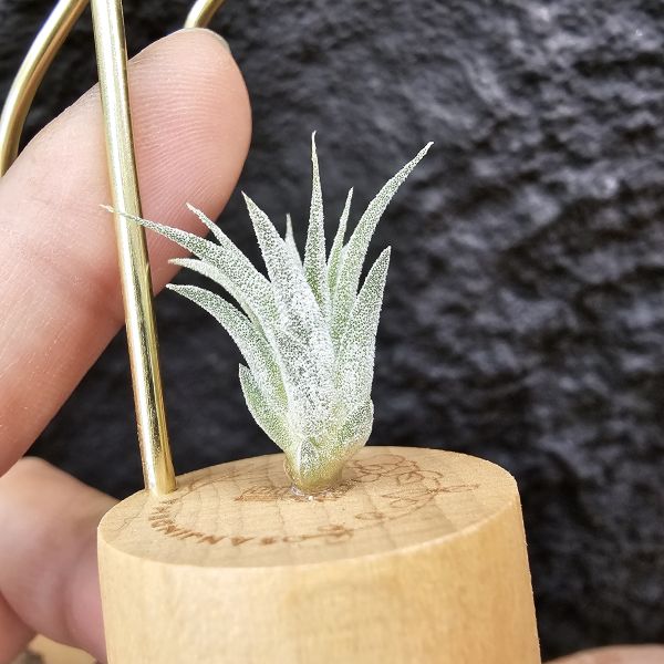 香檳×蜜桃小精靈(白花)/Tillandsia chiapensis × ionantha peach~雖成長會有香檳的顯色感 