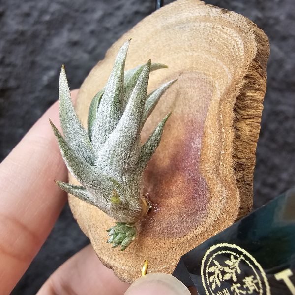 白劍/Tillandsia xiphioides(TI) 
