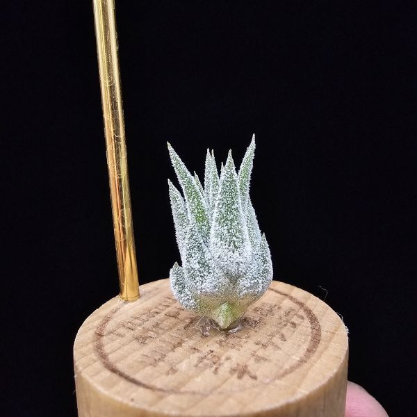 薰衣草小精靈(夏威夷)/Tillandsia ionantha Hawaiian Lavender 