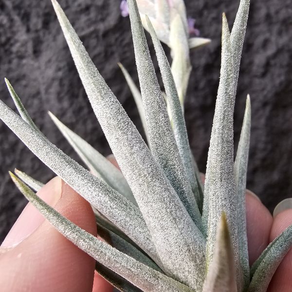 卡麥拉/Tillandsia Comarapaensis Mini~已開過花植株 