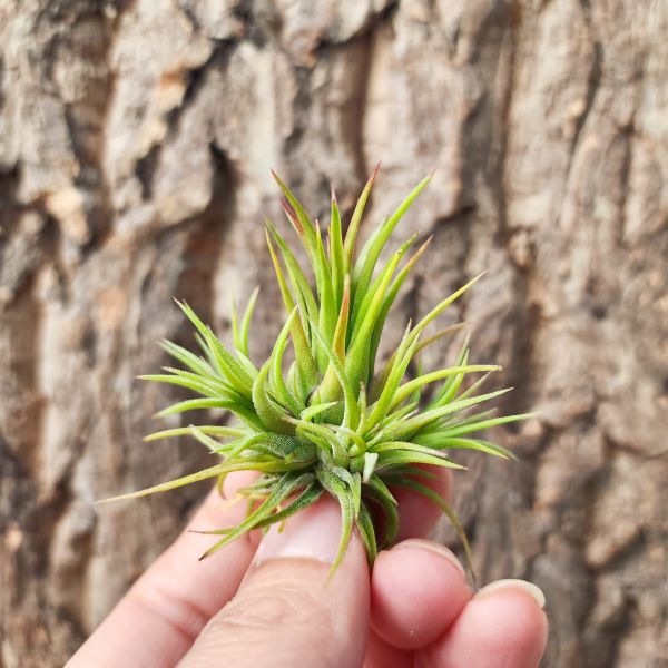 火焰＆福果小精靈-特選叢生/Tillandsia ionantha Fuego 