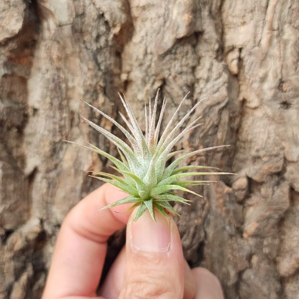 小精靈-雪白型/Tillandsia ionantha 