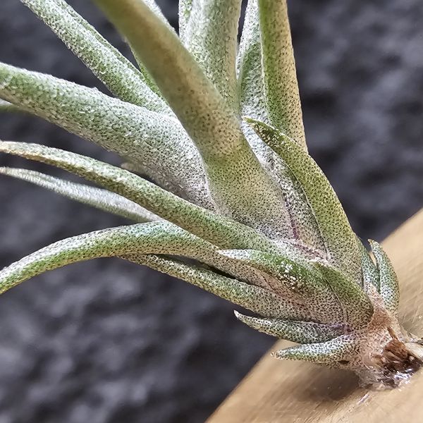 白天鵝×紅電捲#8262/Tillandsia Barfussii × streptophylla Red Form #8262 