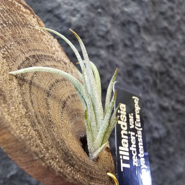 Tillandsia zecheri var. cafayatensis(Europe) 