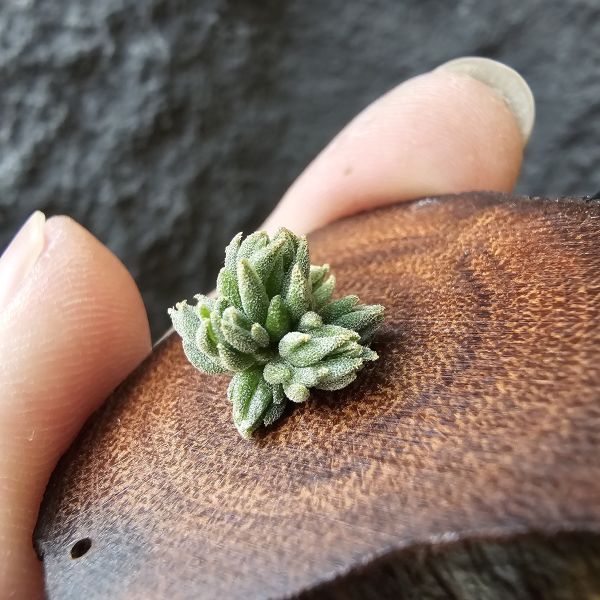 白天鵝(實生群)/Tillandsia barfussii seedling~實生苗在成長過程中皆有持續增生芽的可能！ 
