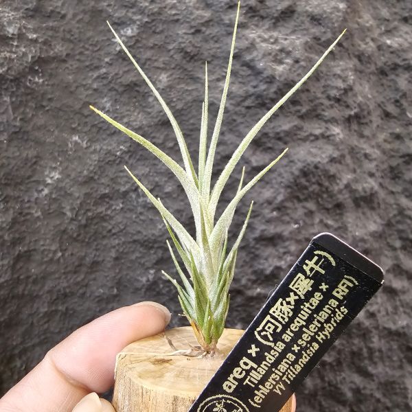 歐洲阿Q×(河豚×犀牛)/Tillandsia arequitae × (ehlersiana × seleriana RFI) 