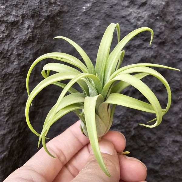 獲月/Tillandsia Harvest Moon Tillandsia (Silver Rose x streptophylla) × ionantha Druid 