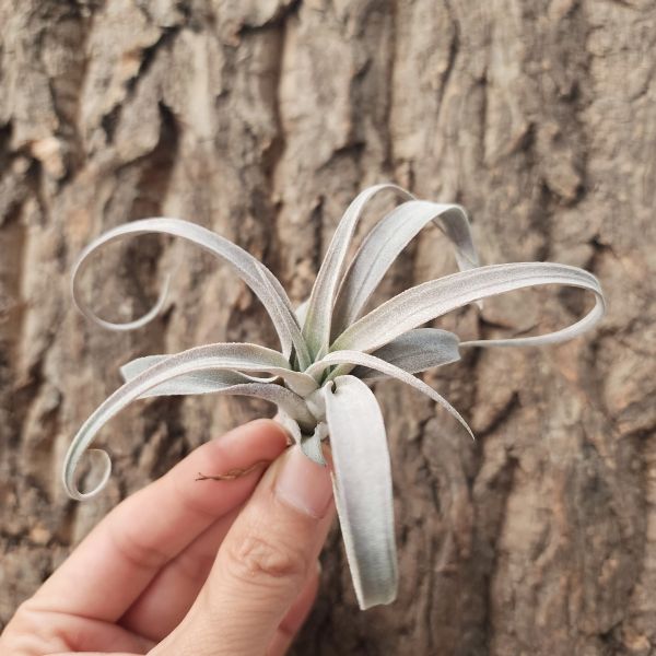 香檳/Tillandsia Chiapensis 