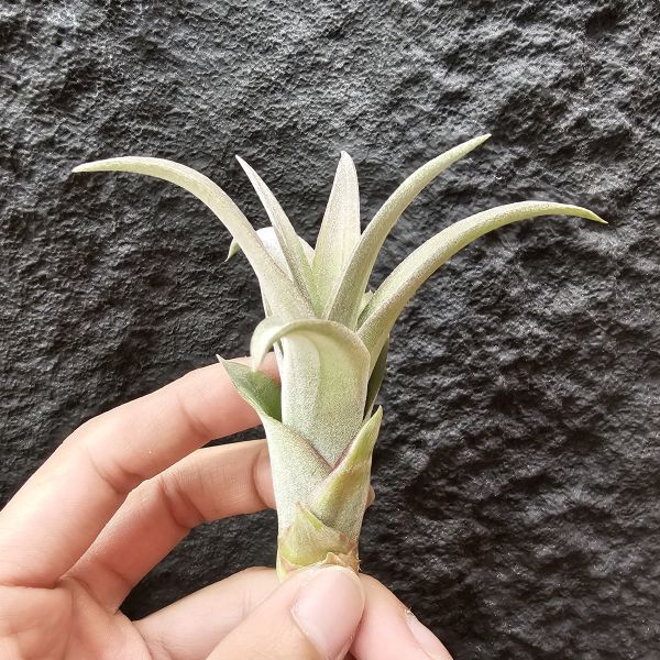 高原×女王頭/Tillandsia sphaerocephala × caput-medusae 