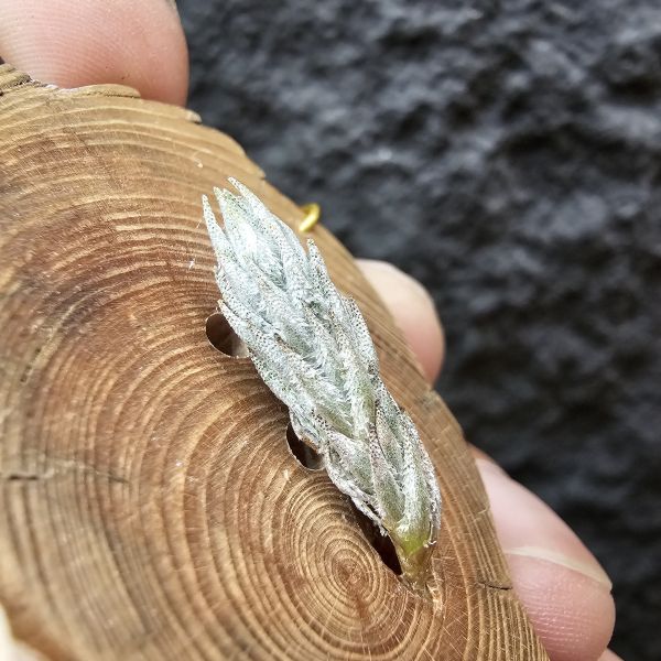 彈頭SP.(黃花)/Tillandsia pedicellata(Argentina) 