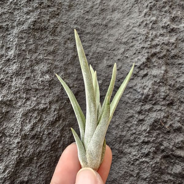 格雷羅西斯-墨西哥原生種/Tillandsia guerreroensis Rauh 