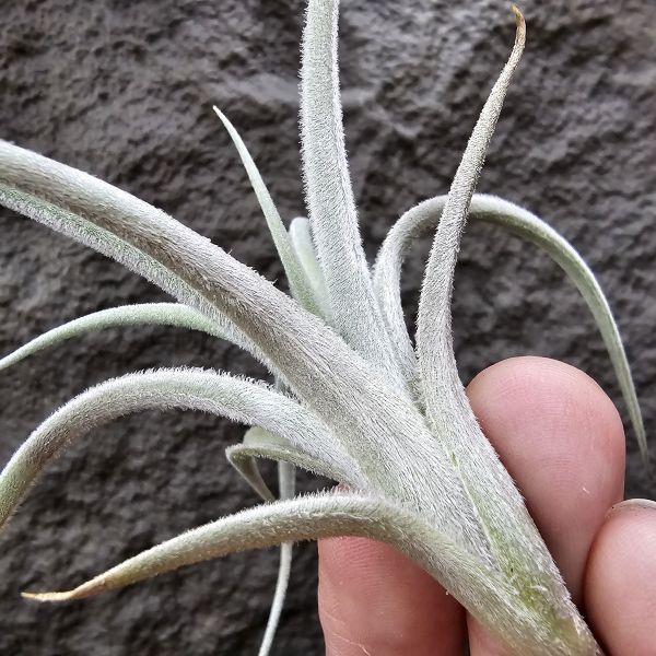 眉刷/Tillandsia Cardenasii(Europe) 