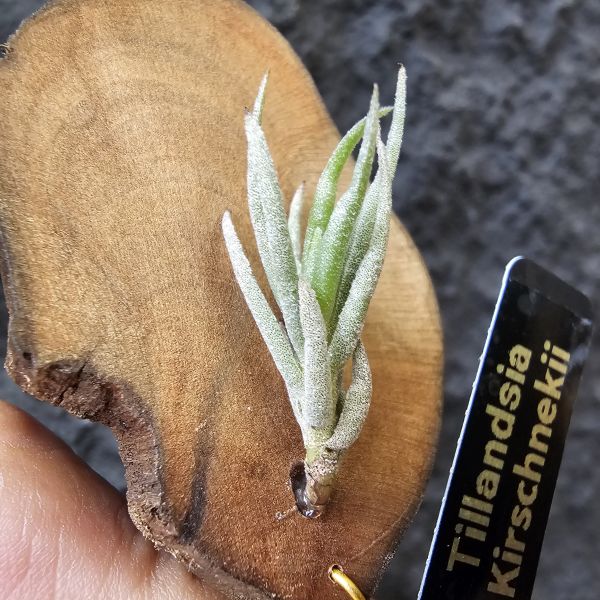Tillandsia kirschnekii 紫花原生種 