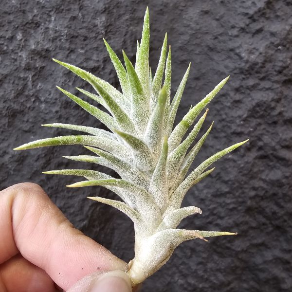 長莖小精靈-集束型/Tillandsia ionantha v. van-hyningii (Paint Brush) 