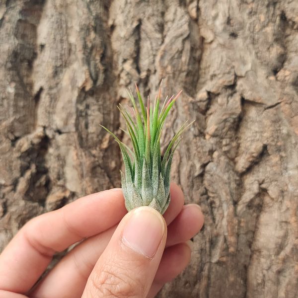 榛果小精靈(TI)/Tillandsia Ionantha Haselnuss 