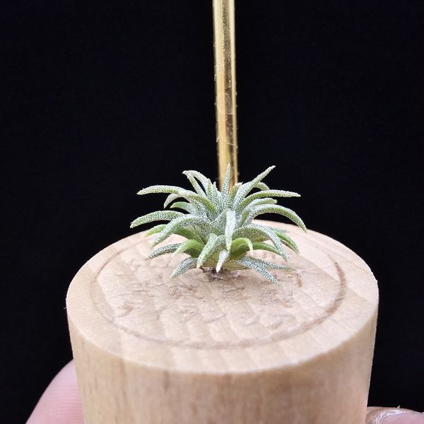 毛球變/Tillandsia atroviridipetala var. yagulensis(Mexico) 