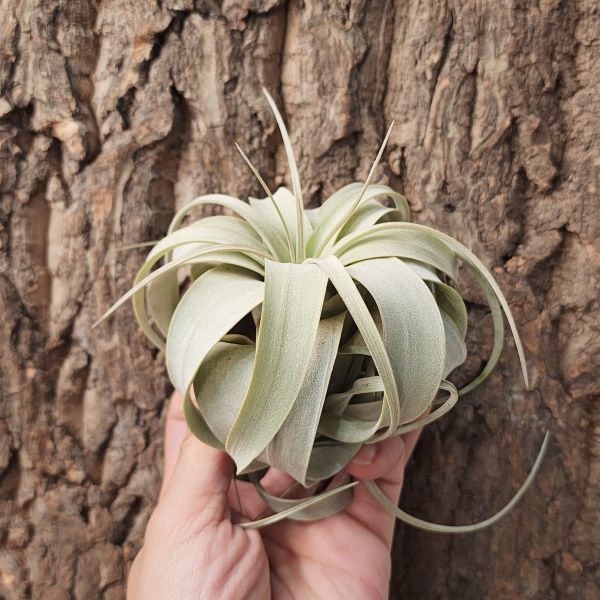 霸王鳳/Tillandsia Xerographica 