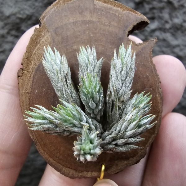 彈頭(野採)/Tillandsia pedicellata(Argentina) 