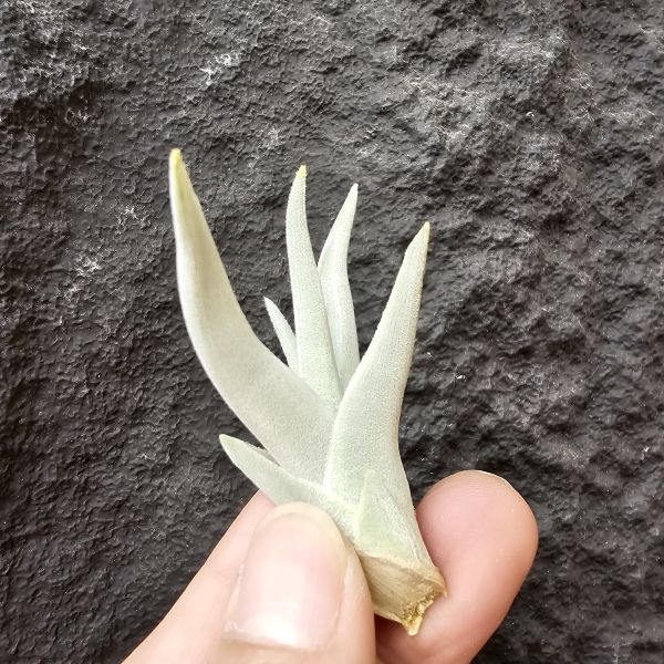 拉美拉/Tillandsia ramellae 
