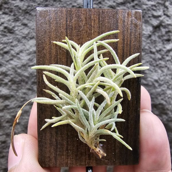 阿根廷野採卡畢/Tillandsia capillaris(Argentina) 
