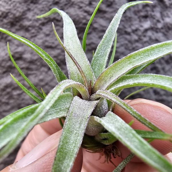 紅電捲(雙11提前特價品項，不挑株)/Tillandsia streptophllya Red #8262 seedling，由兩顆8262親本相交非自交實生，該尺寸以略有顯色。 