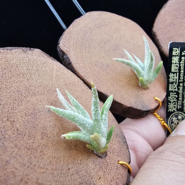迷你長莖(閉葉型)不挑株/Tillandsia ionantha var. vanhyningii Closed From~迷你閉葉型長莖，易長芽不曾開花，但成長速度有點慢！ 