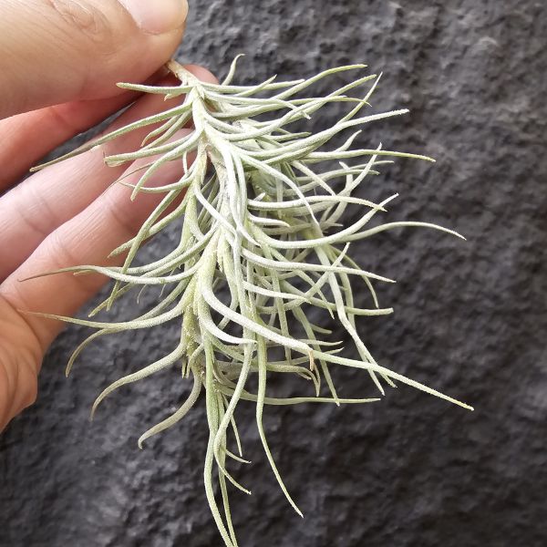 卡畢Type1/Tillandsia capillaris Type 1 
