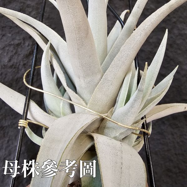 德K白天鵝X？(圖四、五母株參考)/Tillandsia barfussii X？(KK)德國農場相當高價的大型白天鵝！母株購買時近3W，具描述可能是與雪鵝SP.的交種，與常見的白天鵝相較看似有偏白些，有無差異則依個人的主觀判斷覺得有收藏價值在購買！ 