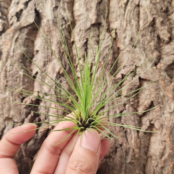 綠毛毛/Tillandsia Filifolia 