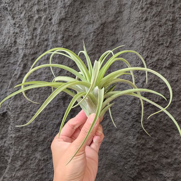電捲燙×滷肉/Tillandsia Streptophylla × Novakii 