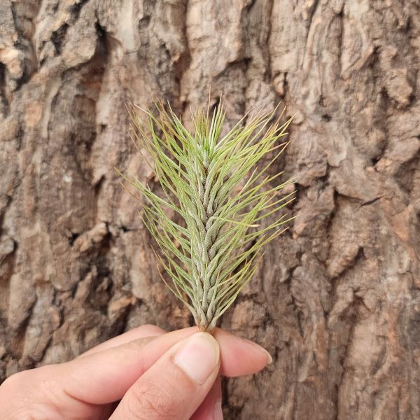 變異小狐尾/Tillandsia Funckiana Var. Recurvifolia 
