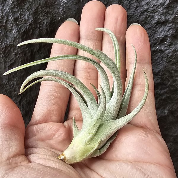 大M/Tillandsia Minasgeraisensis 