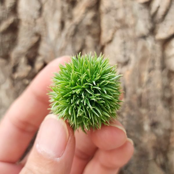 紫羅蘭-泰迪熊/Tillandsia Aeranthos Teddy Bear(非剛進口植株、已栽種一年以上) 