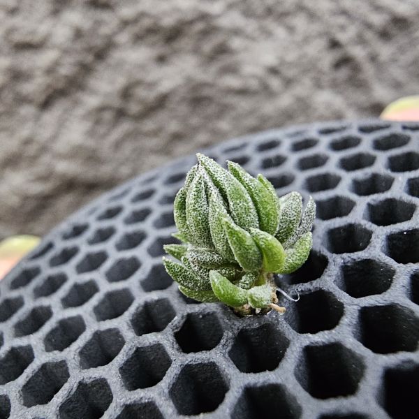 毛薩迦變×初戀(叢生帶三小芽)/Tillandsia zecheri v. zecheri × arequitae(UY)~野採毛薩迦變交烏拉圭原種初戀，是相當不容易的交種！圖四、五為親本參考 
