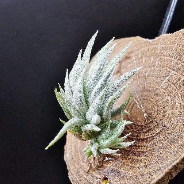 阿根廷蘿莉(1母株帶2芽)/Tillandsia loliacea(Argentina) 