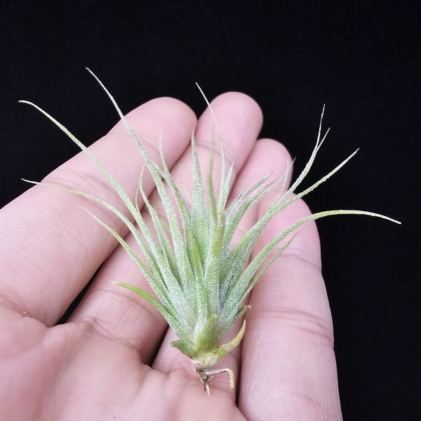 旋風大開曼×電捲燙(長大很美)/Tillandsia flexuosa Grand Cayman × streptophylla~旋風大開曼交種好像都不令人失望！圖四、五較大植株參照！ 
