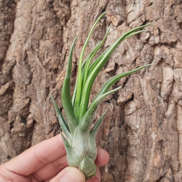 小章魚交種/Tillandsia Bulbosa Hybrid 