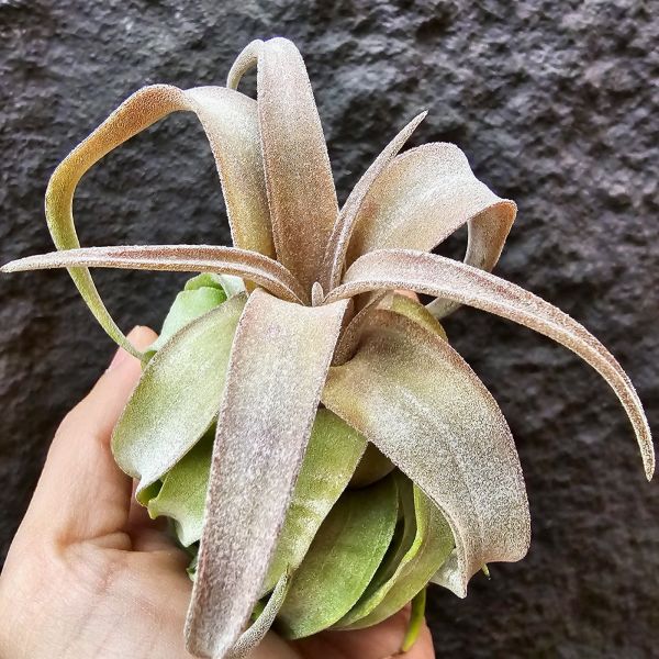 電捲燙-顯紅很美/Tillandsia Streptophylla 