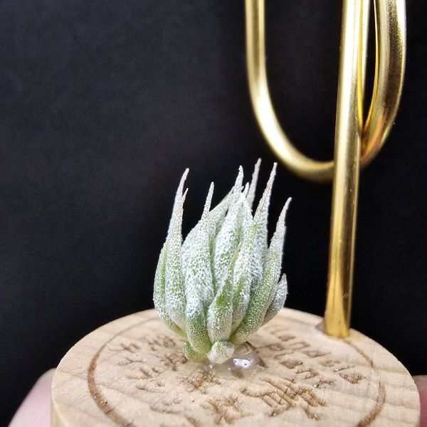 歐洲榛果/Tillandsia ionantha Hazelnut (Europe) 