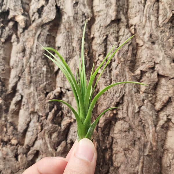 旋風木柄鳳×小狐尾/Tillandsia Flexuosa × Funckiana 