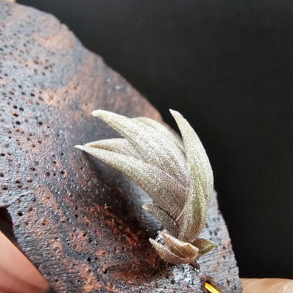 小海螺(帶一芽)/Tillandsia Peiranoi Red~重油耐用"降真木"板材 