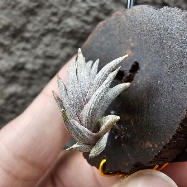 小海螺(帶一芽)/Tillandsia peiranoi(Argentina) 