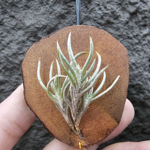 阿根廷卡畢/Tillandsia capillaris(Argentina) 