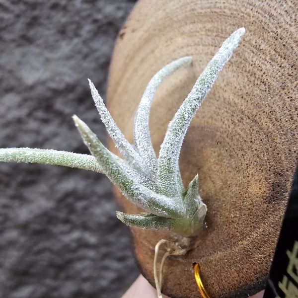 滷肉×子彈/Tillandsia novakii × mitlaensis~圖四、五參考母株顯色 