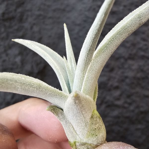白天鵝/Tillandsia Barfussii 