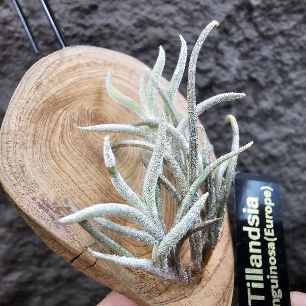 蘭吉諾薩/Tillandsia languinosa(Europe) 