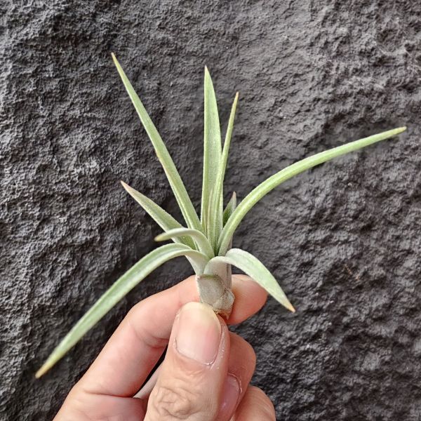 歡樂跳躍(小精靈×噴泉-小型)Tillandsia Jumping for Joy(ionantha x exserta) 