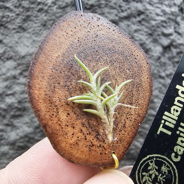 Tillandsia capillaris lottes 