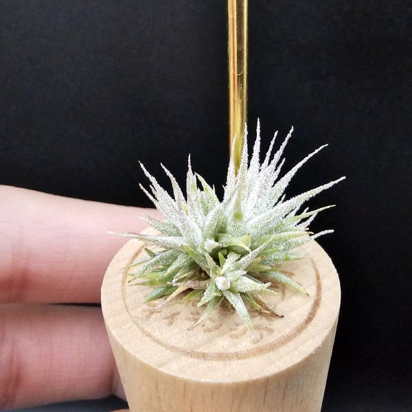 米妮綴化小精靈/Tillandsia ionantha mini mouse 